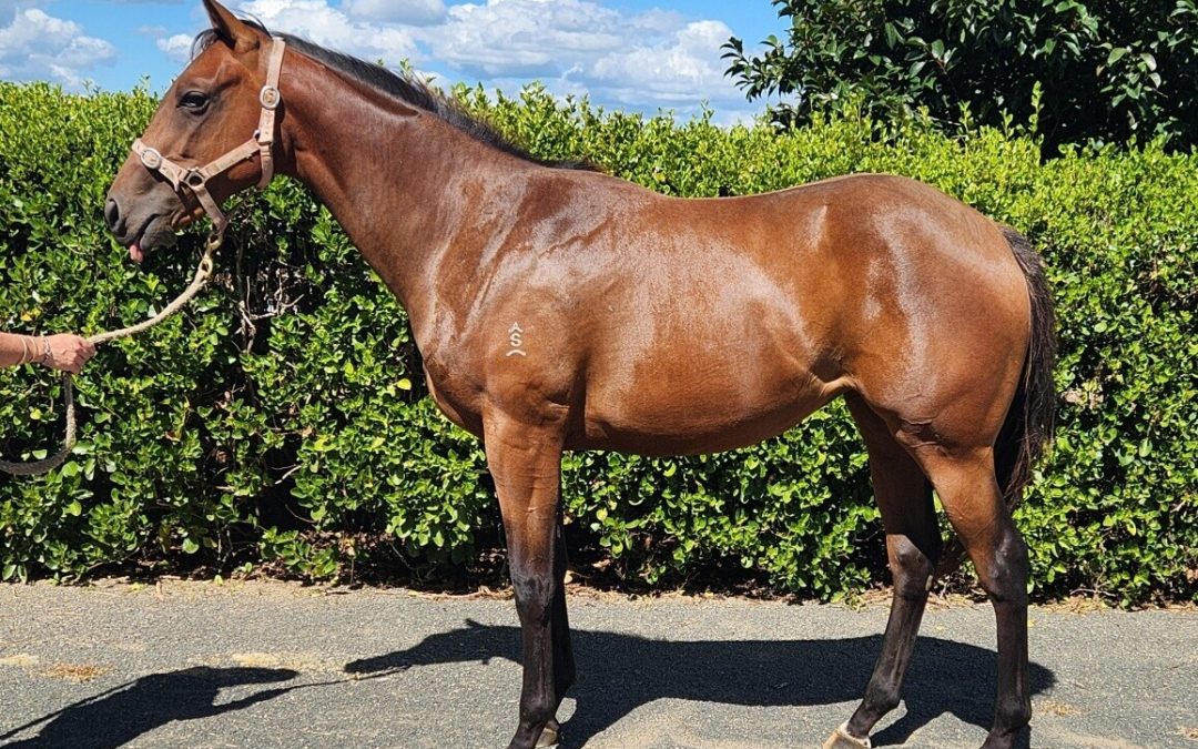 Darci Brahma x Dawn Ghost filly 2022