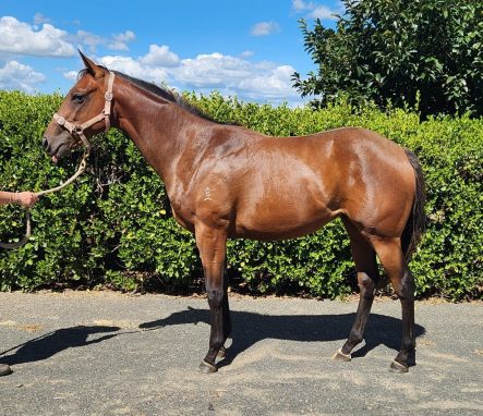 Darci Brahma x Dawn Ghost filly 2022