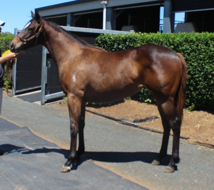Dracarys – Ahika Filly 2023