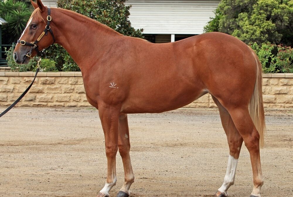 Standout – Vibrant Filly 2023