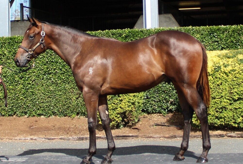 Dracarys – De Belle Of Cannes Colt 2023