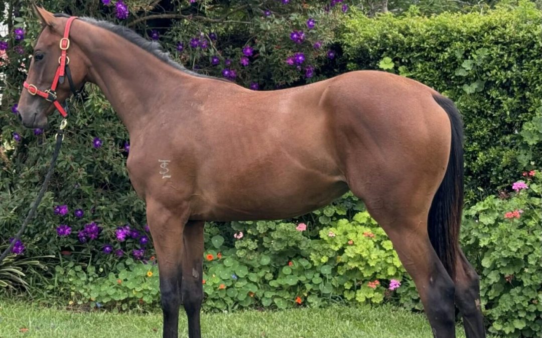 Russian Camelot-Unimpeachable – Filly 2024