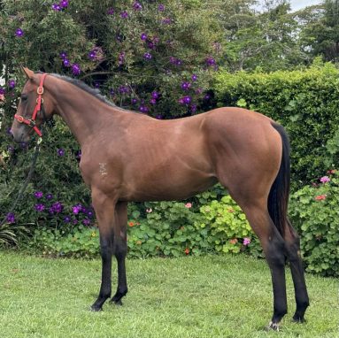 Russian Camelot-Unimpeachable - Filly 2024